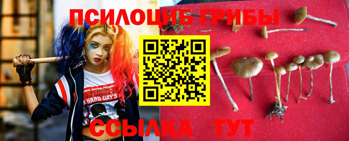 Галлюциногенные грибы Cubensis  Вход с VPN  Тосно  Псилоцибиновые грибы Psilocybine cubensis 